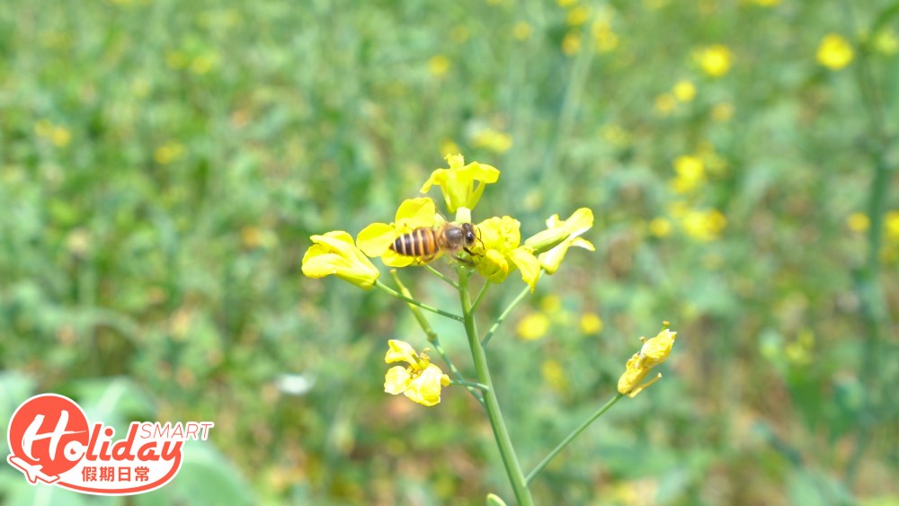 大埔 甜蜜蜂園