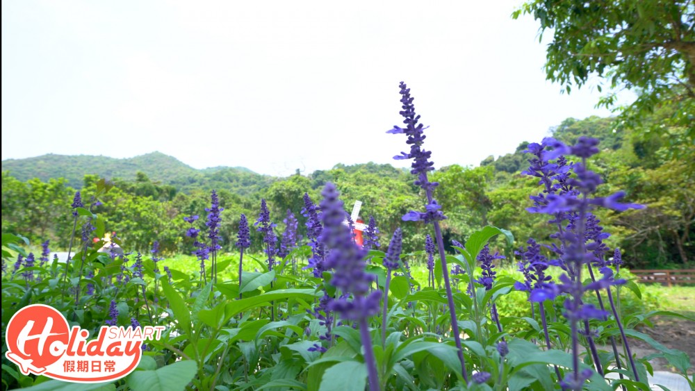 大埔 甜蜜蜂園