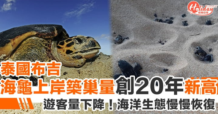 【泰國封城】布吉海洋生物數量上升　海龜回岸築巢量創20年新高