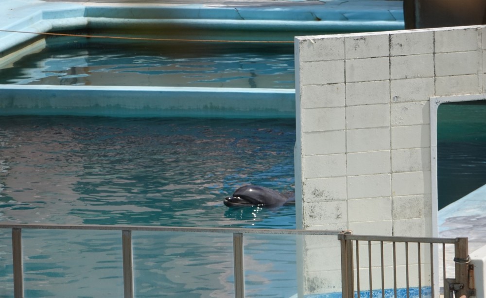 Dolphin Project