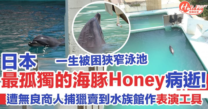 日本最孤獨的海豚 困於狹窄泳池過活 終患腸炎完結坎坷一生！