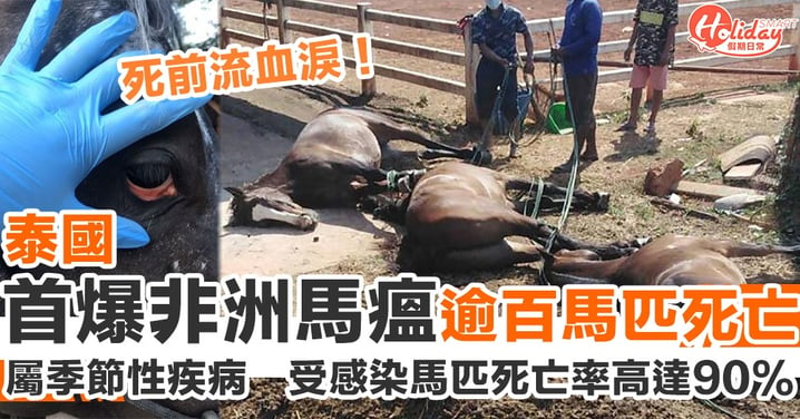 死前流血淚！泰國首爆非洲馬瘟致逾百馬匹死亡　死亡率高達90%