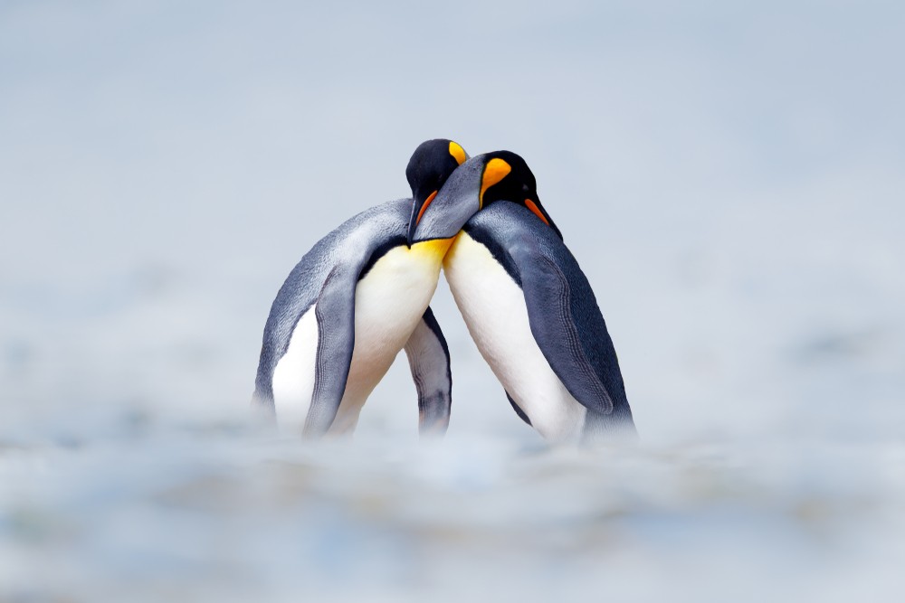 shutterstock