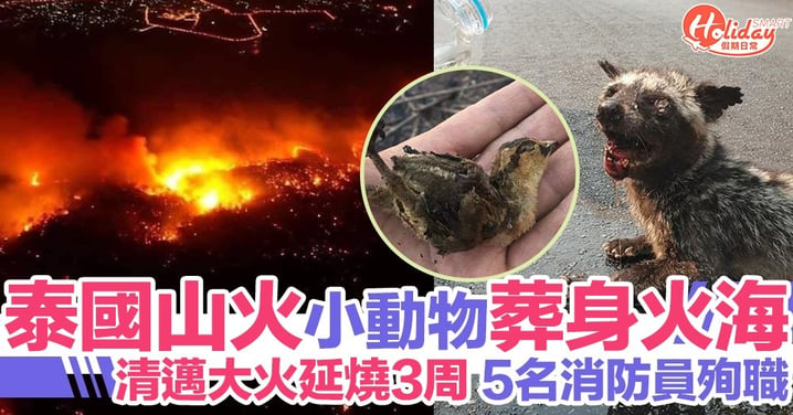 泰國清邁山火持續3星期！5名消防員殉職 大量小動物葬身火海