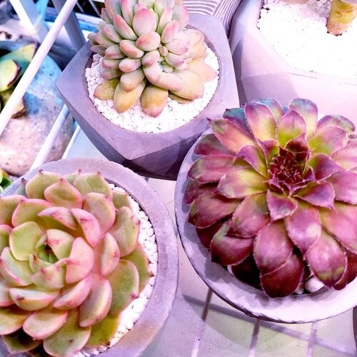 當然更有鮮花。