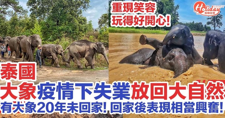 泰國大象20年未回家 疫情下「失業」重返大自然  表現興奮！