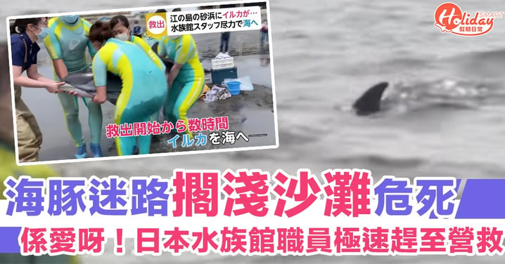 海豚迷路擱淺沙灘危死　日本暖心水族館職員極速趕到協助送回大海