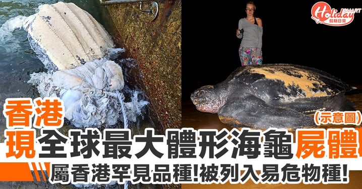 香港海域發現世界上最大體形海龜屍體 屬香港罕見品種！