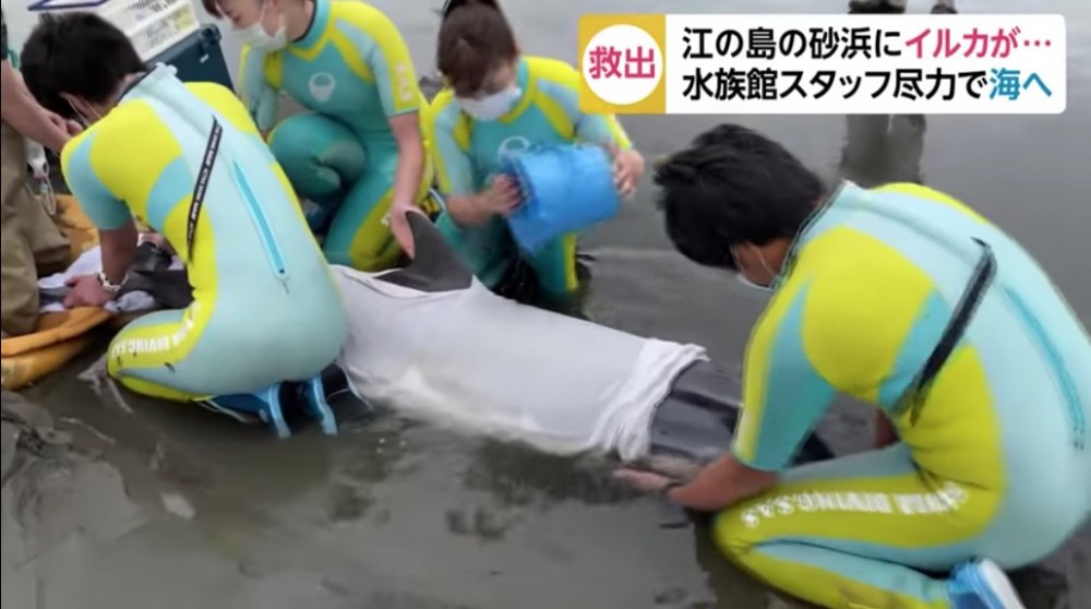 市民發現此海豚是已因脫水而極度虛弱，無法自行回到大海。