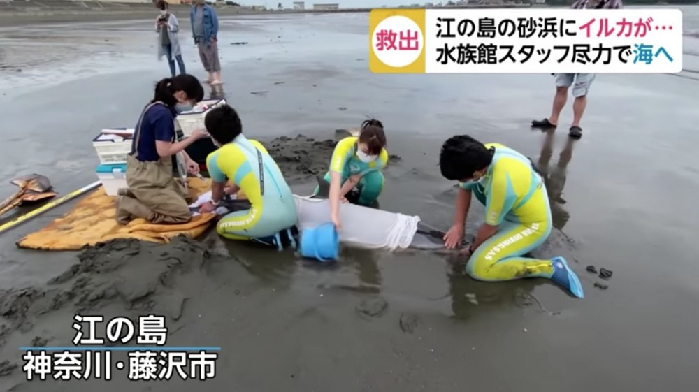 市民隨即致電附近嘅水族館，希望水族館派職員趕到現場協助營救。