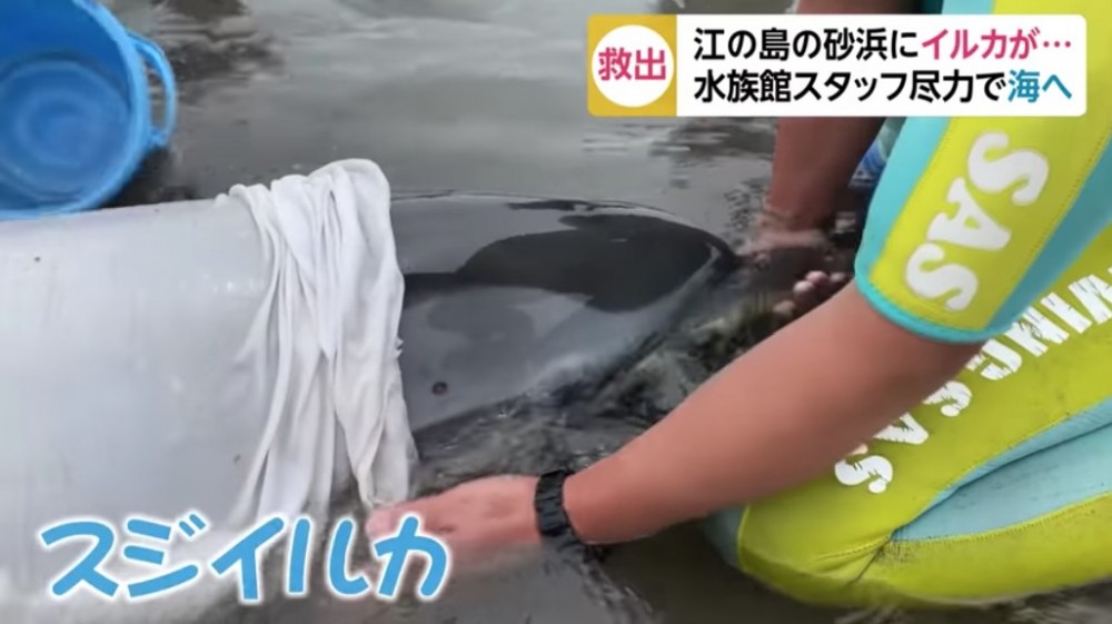 日本江之島嘅一個沙灘止就有一條海豚疑因迷路而擱淺