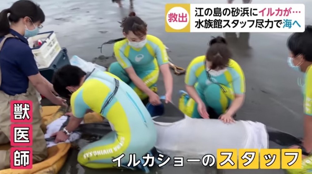 水族館職員及獸醫趕到現場後，即用毛巾包裹海豚，並往其身上潑水。