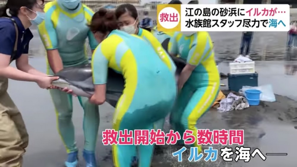 海豚屬雌性，身長超過2米