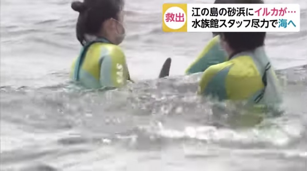 水族館職員便合力抱起海豚，並送回海中。