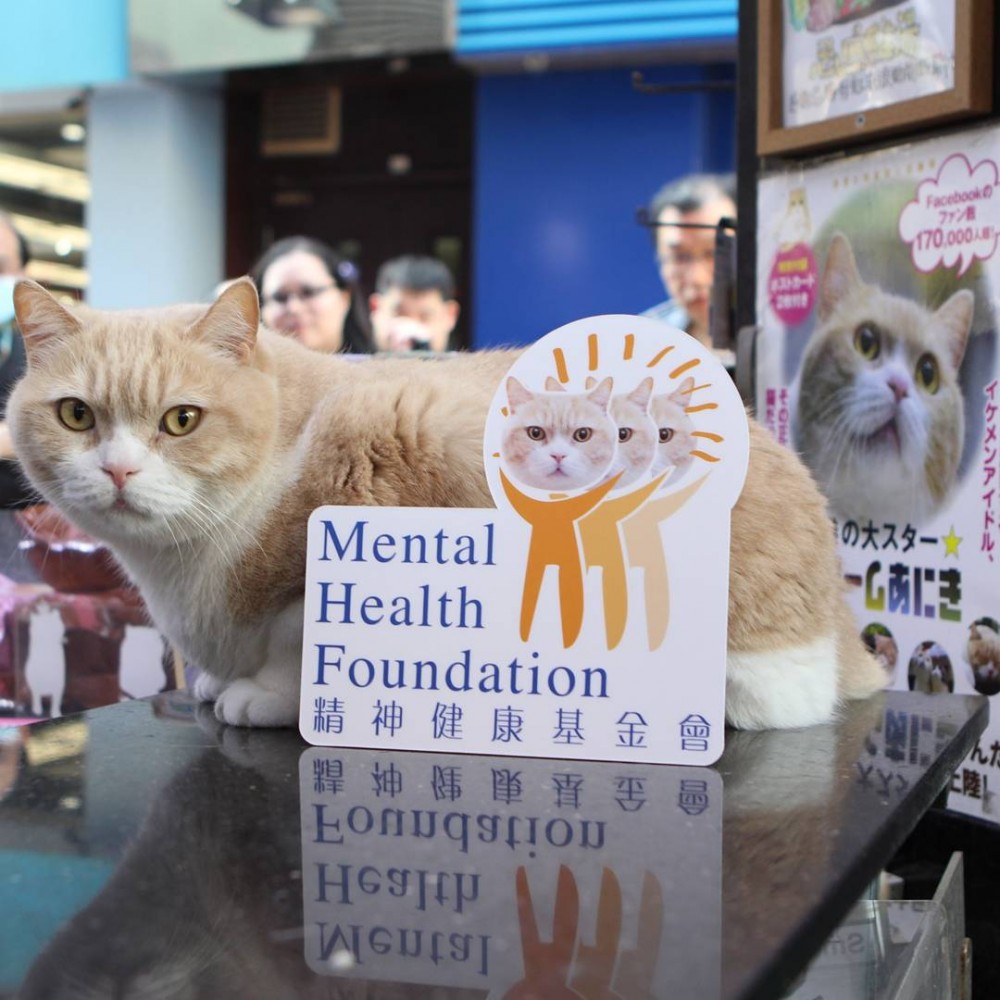 以「忌廉哥」名義成立的動物慈善基金，宣揚正確對待動物概念嘅捐款至大大小小的動物保護組織