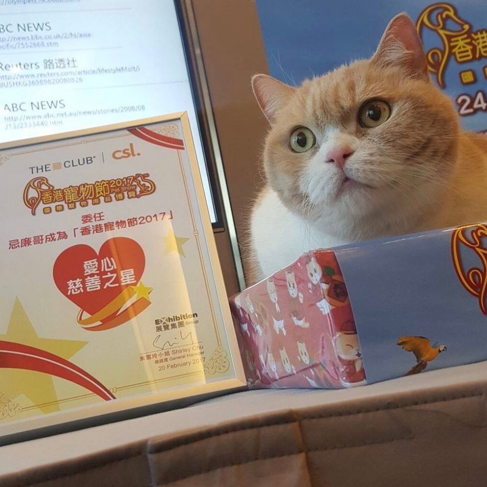 以「忌廉哥」名義成立的動物慈善基金，宣揚正確對待動物概念嘅捐款至大大小小的動物保護組織