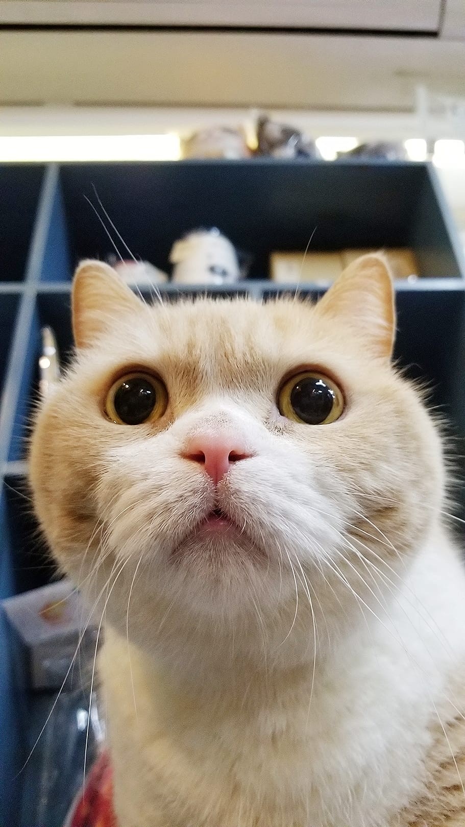 忌廉哥 與 忌廉家族 Facebook