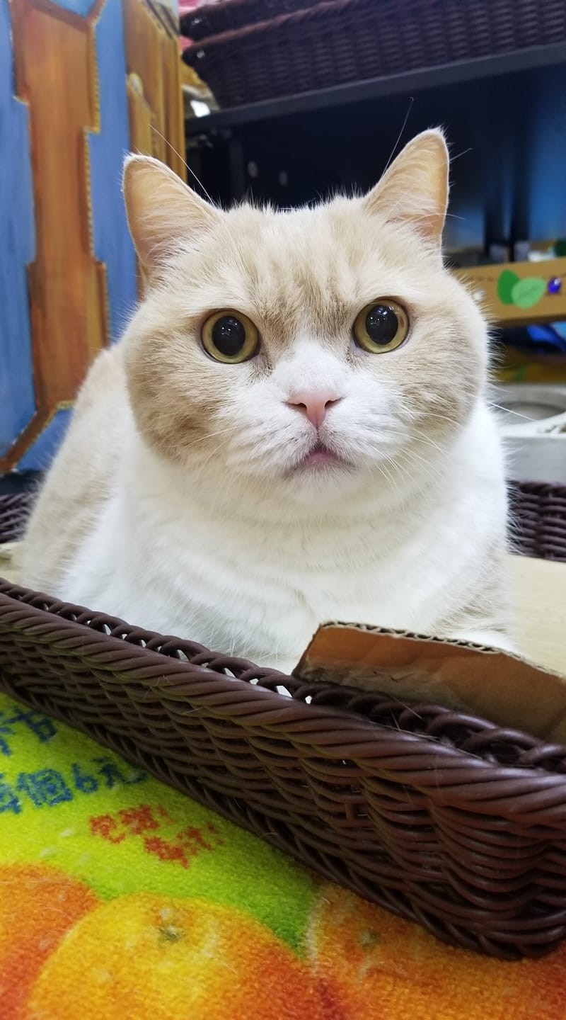 忌廉哥 與 忌廉家族 Facebook