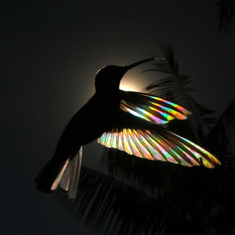 澳洲攝影師神捕捉在陽光下高速飛行的蜂鳥