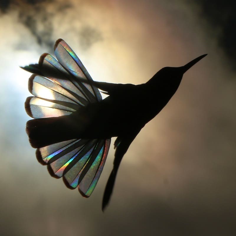 澳洲攝影師神捕捉在陽光下高速飛行的蜂鳥