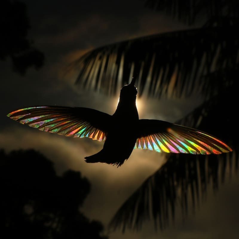 澳洲攝影師神捕捉在陽光下高速飛行的蜂鳥