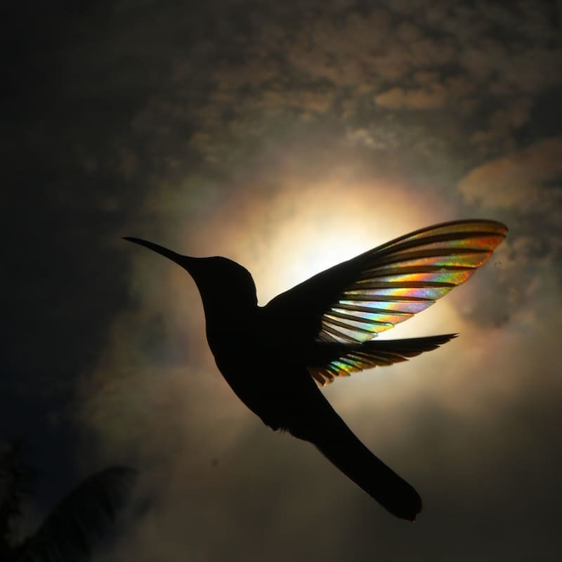 澳洲攝影師神捕捉在陽光下高速飛行的蜂鳥