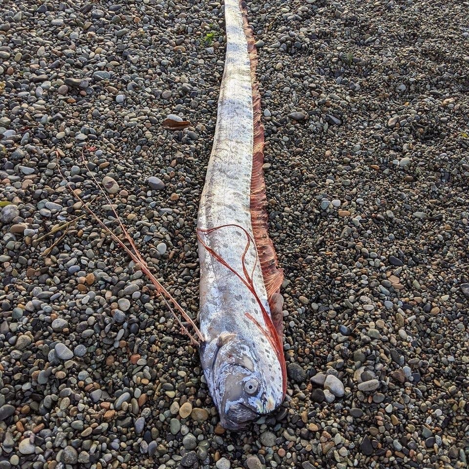 皇帶魚出現就被認為係預示會發生大地震,又被稱為「地震魚」