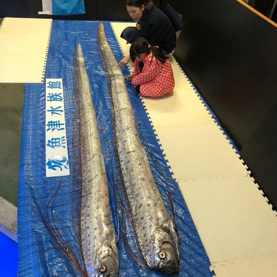 日本人認為皇帶魚係「龍宮使者」