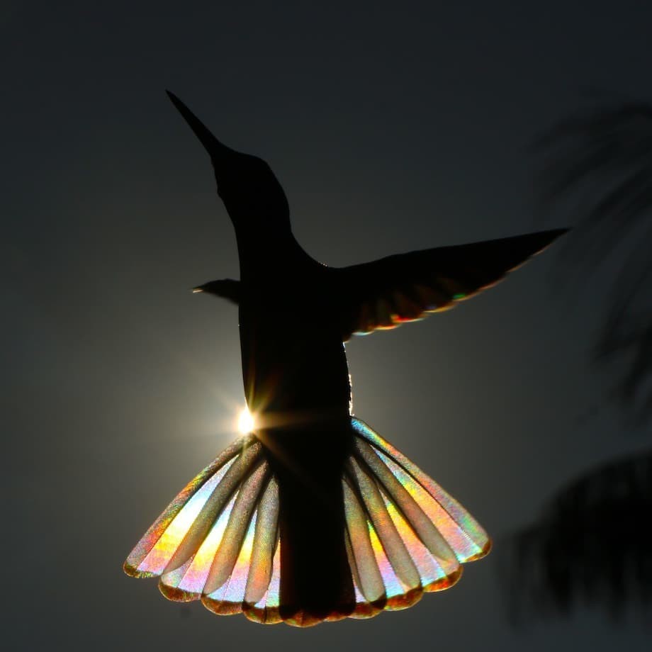 澳洲攝影師神捕捉在陽光下高速飛行的蜂鳥