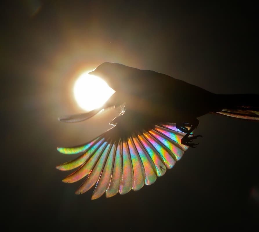 澳洲攝影師神捕捉在陽光下高速飛行的蜂鳥