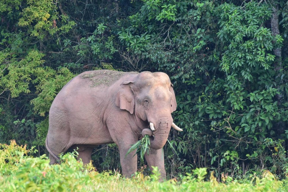 考艾國家公園(Khao Yai National Park)更係開園58年嚟首次閉園