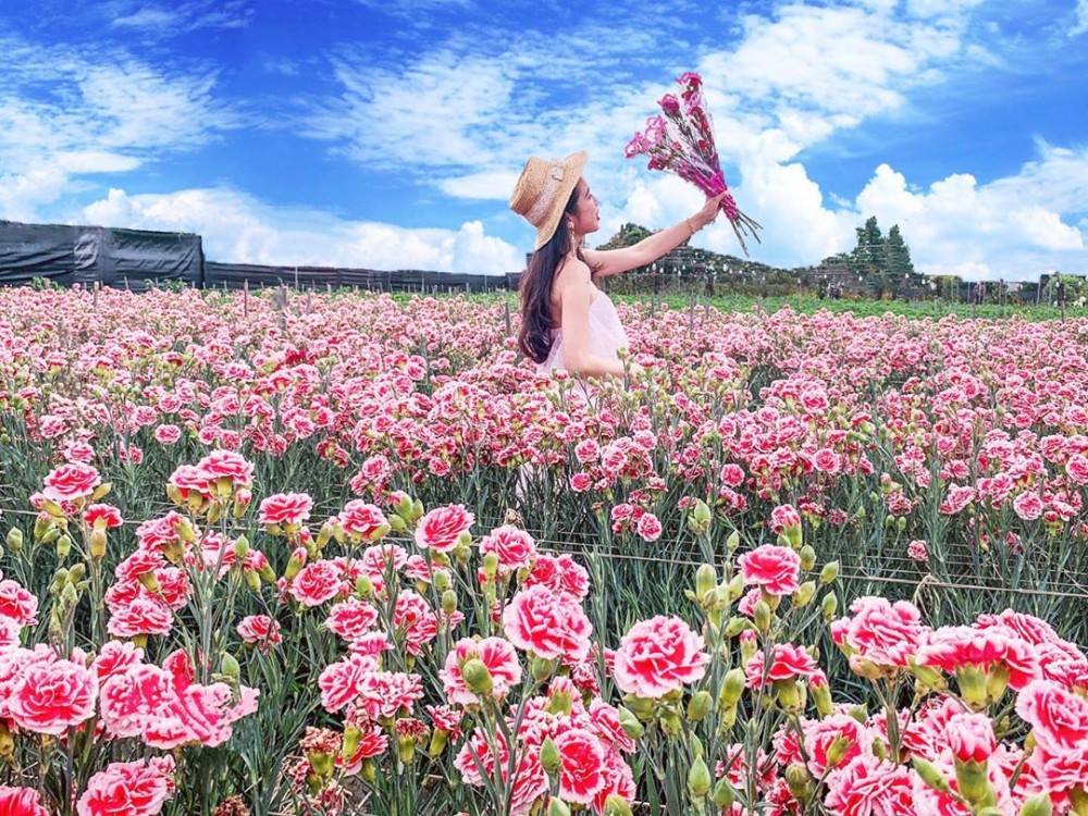 彰化 田尾康乃馨花田