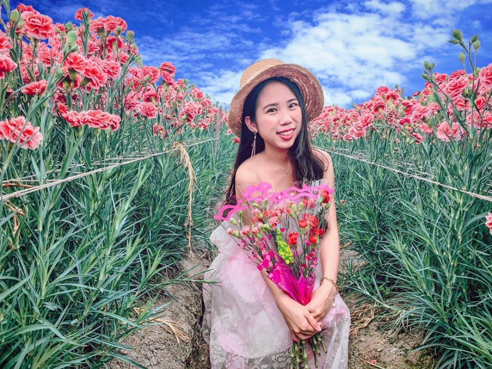 彰化 田尾康乃馨花田