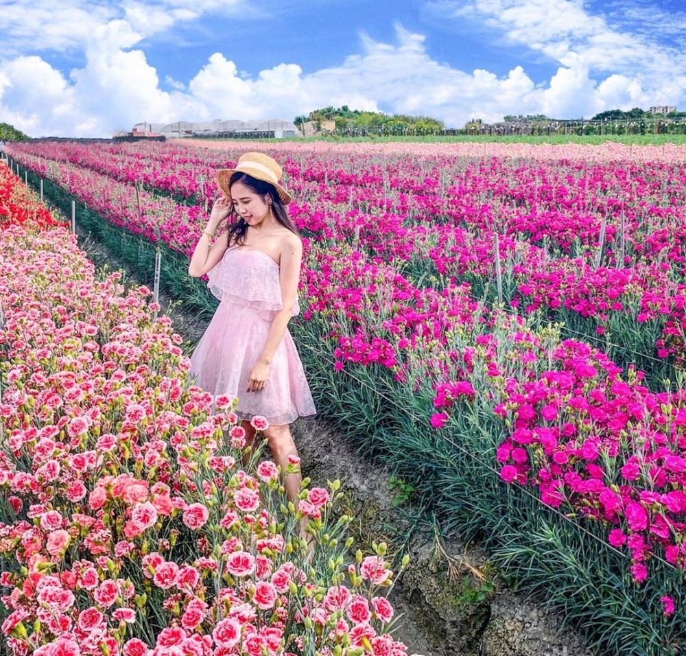 彰化 田尾康乃馨花田