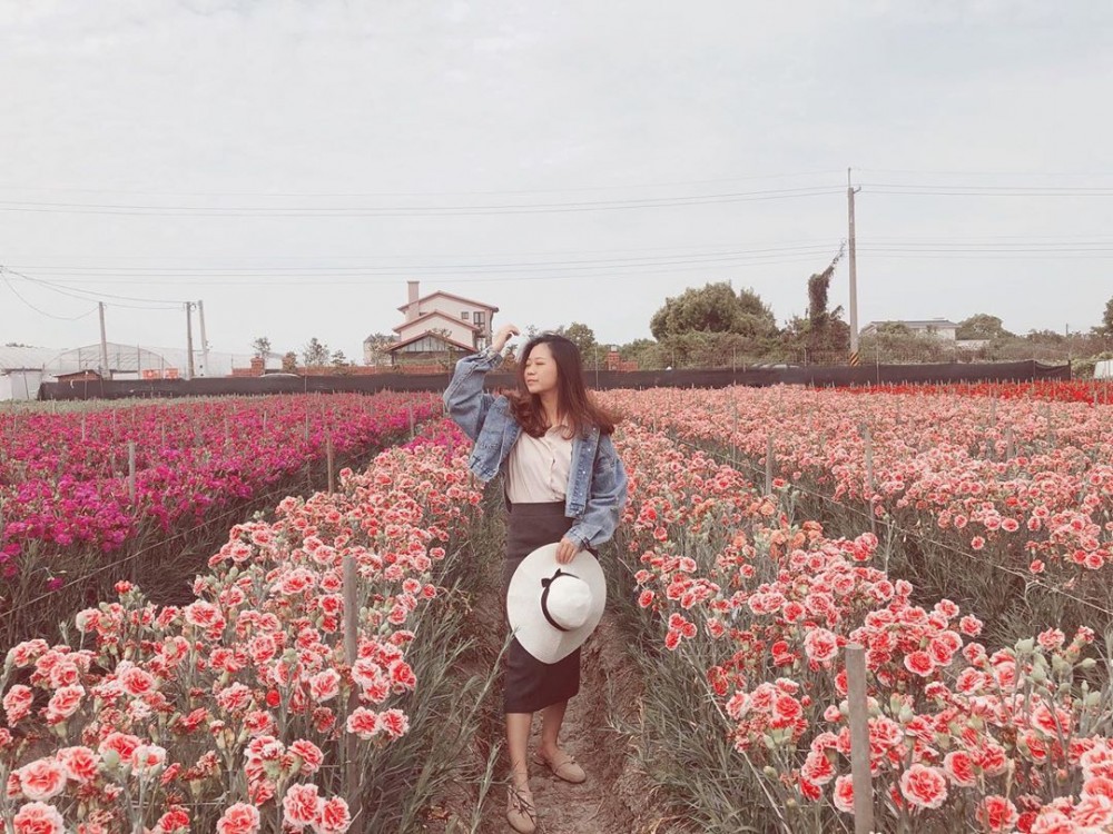 彰化 田尾康乃馨花田