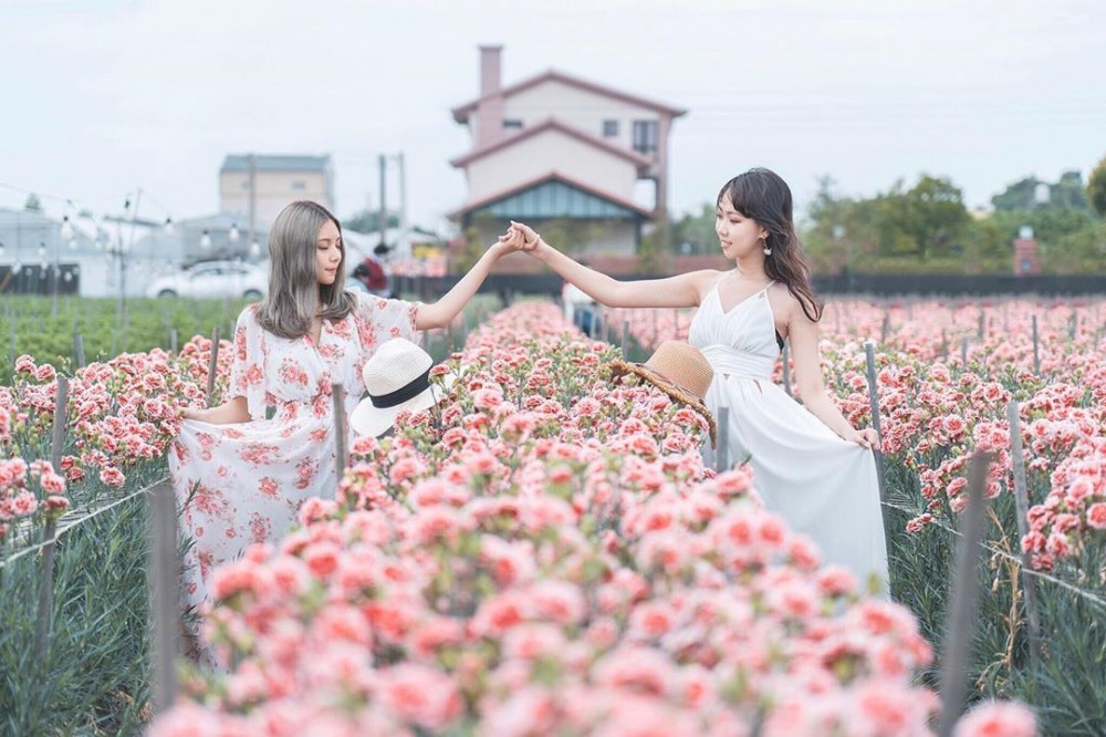 彰化 田尾康乃馨花田