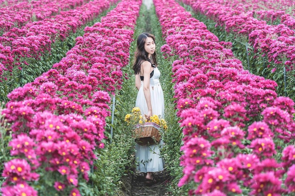 彰化 田尾康乃馨花田