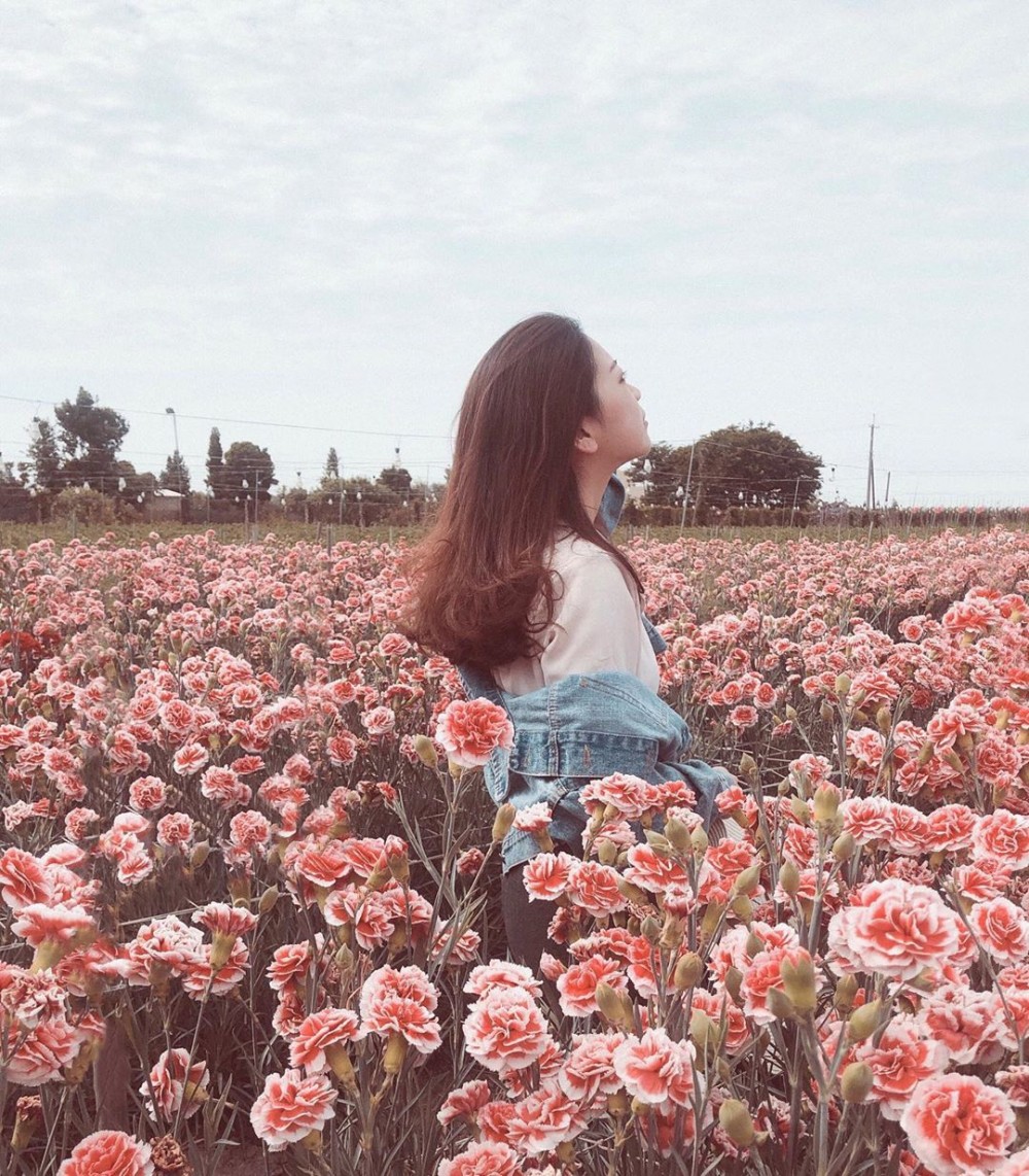 彰化 田尾康乃馨花田