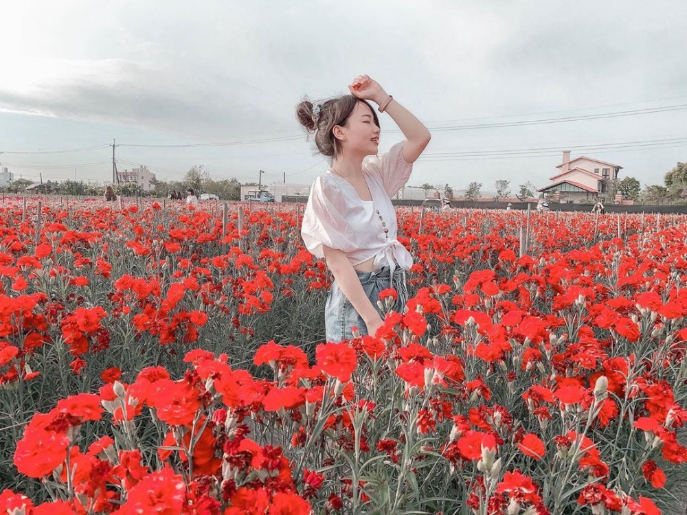 彰化 田尾康乃馨花田