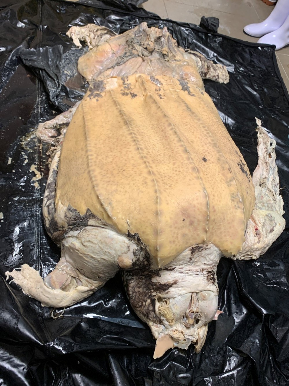FB@「海洋動物影像解剖研究組」