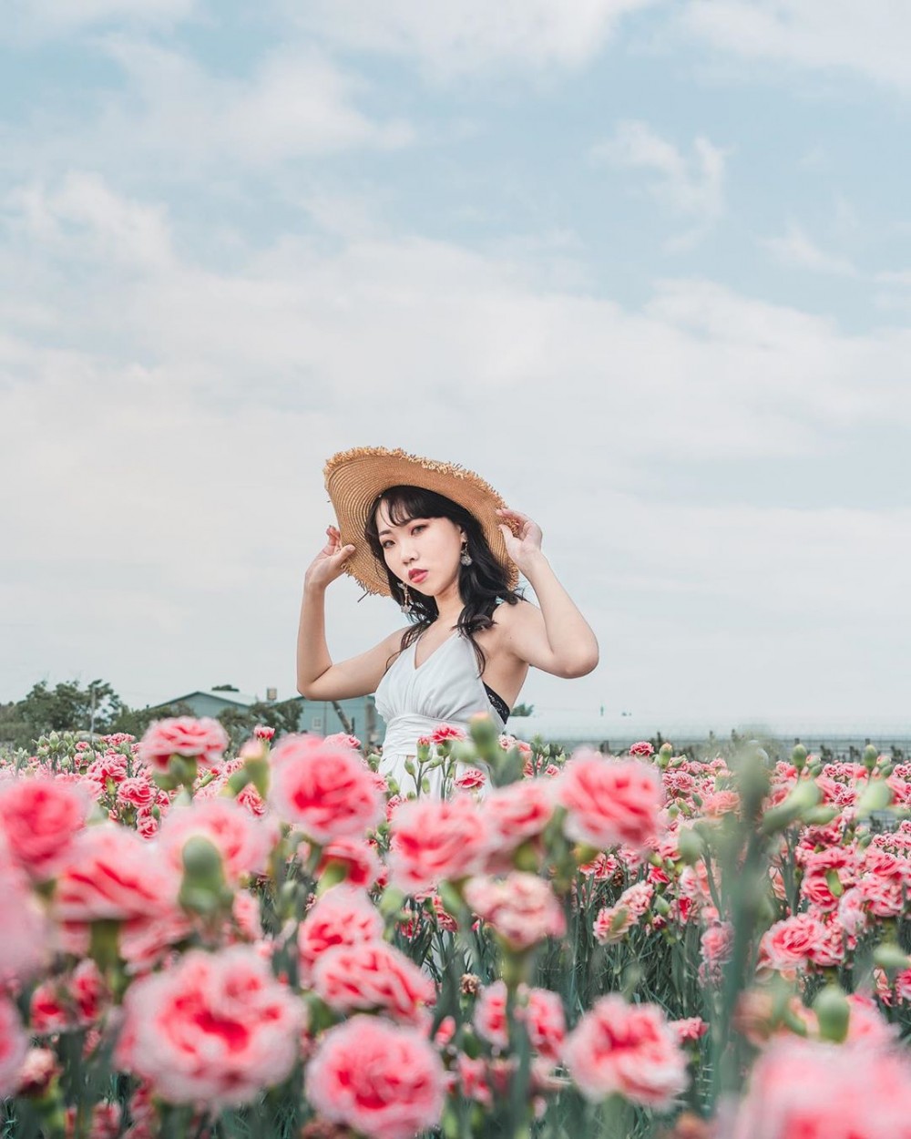 彰化 田尾康乃馨花田