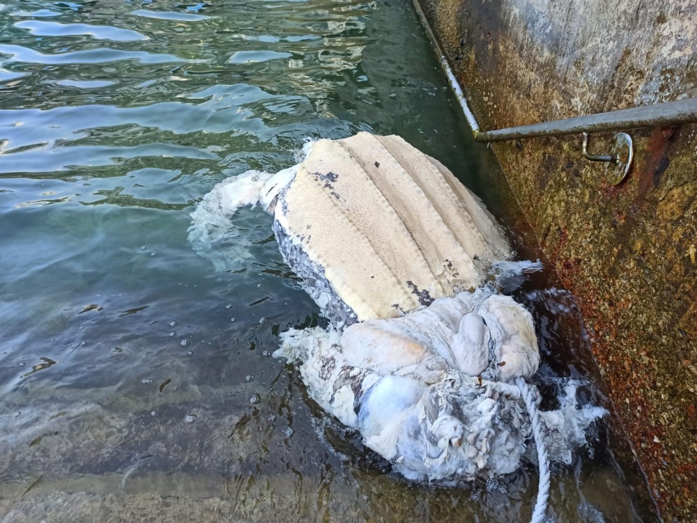 FB@「海洋動物影像解剖研究組」
