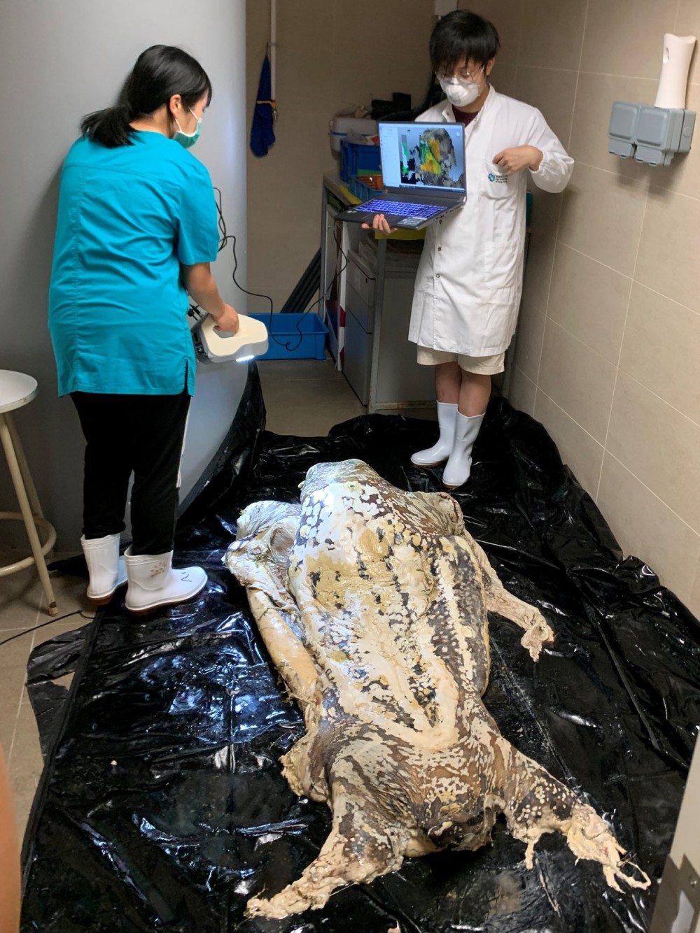 FB@「海洋動物影像解剖研究組」