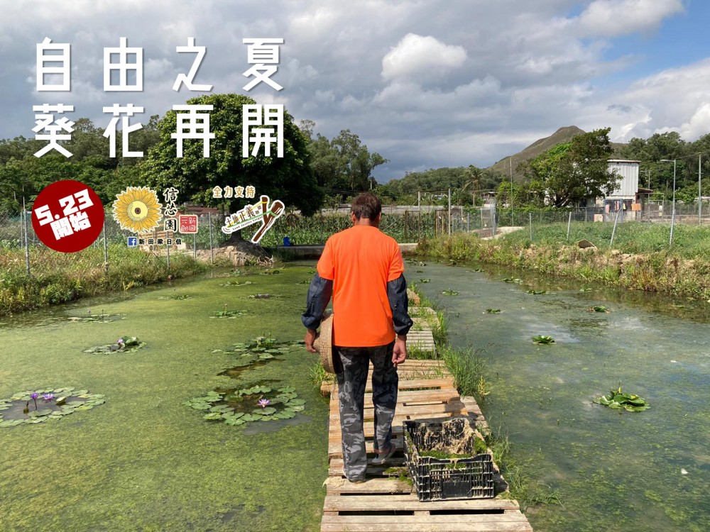 元朗農場舉行太陽花節!