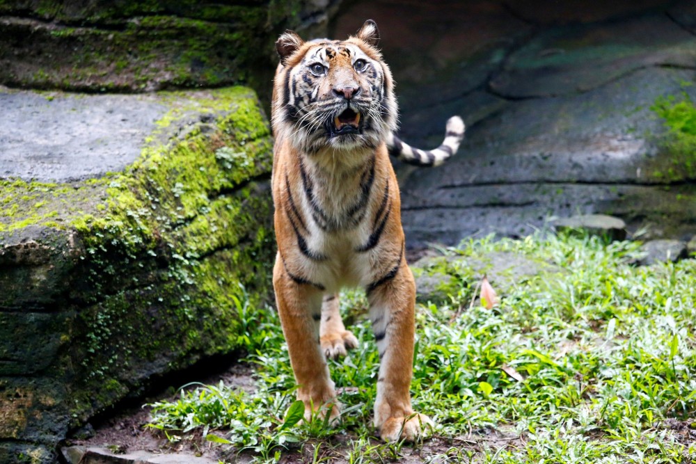 印尼動物園疫情下零收入 或要殺園區內小動物餵獅子老虎! | HolidaySmart 假期日常