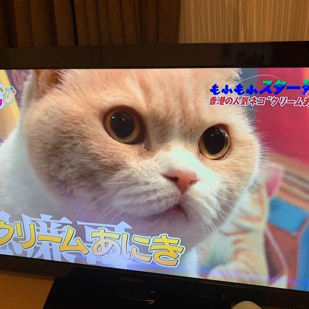 日韓電視台親臨香港「訪問」忌廉哥