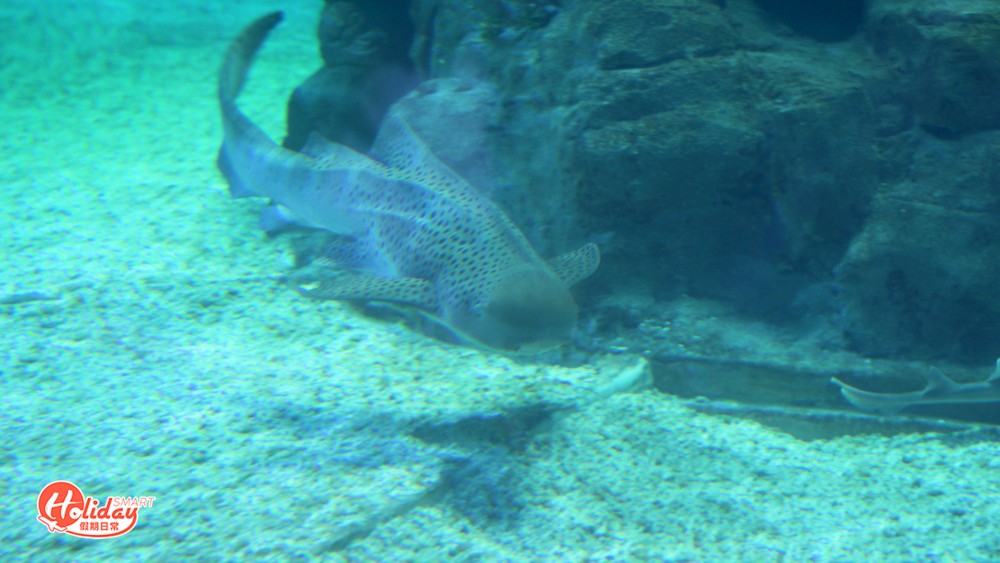 海洋公園7500隻動物或無家可歸