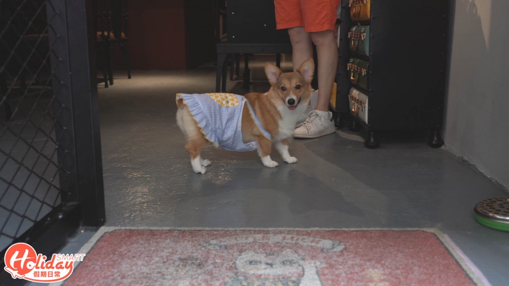 大埔新開動物友善西式餐廳