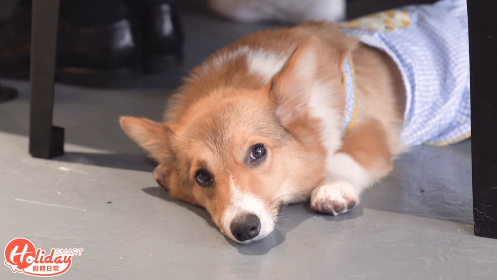 大埔新開動物友善西式餐廳
