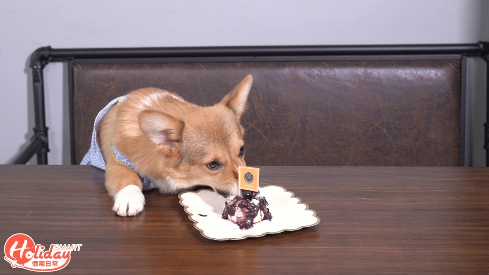 大埔新開動物友善西式餐廳
